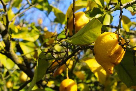 hojas amarillas del limonero|Limonero con hojas amarillas: Causas y soluciones